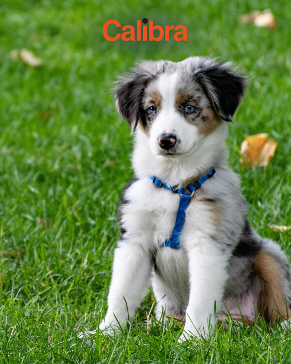 ¡Ofertas en Calibra, lo mejor para tu mascota!
