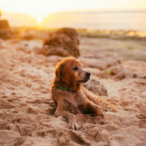 Sol, mascotas y cuidados: todo lo que debes saber sobre fotoprotección este verano