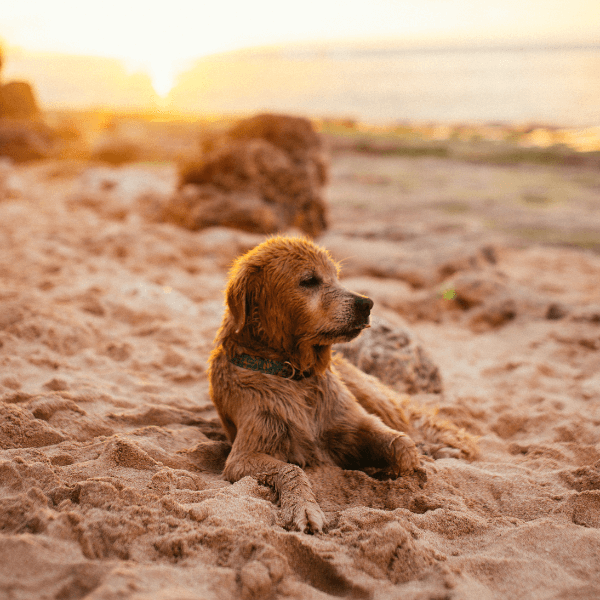 Sol, mascotas y cuidados: todo lo que debes saber sobre fotoprotección este verano