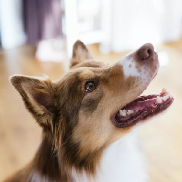 Calibra, la marca de confianza para cuidar mejor a tu mascota