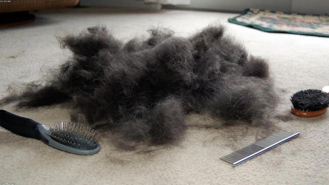 Cómo cepillar a tu perro en casa: guía paso a paso para cada tipo de pelo