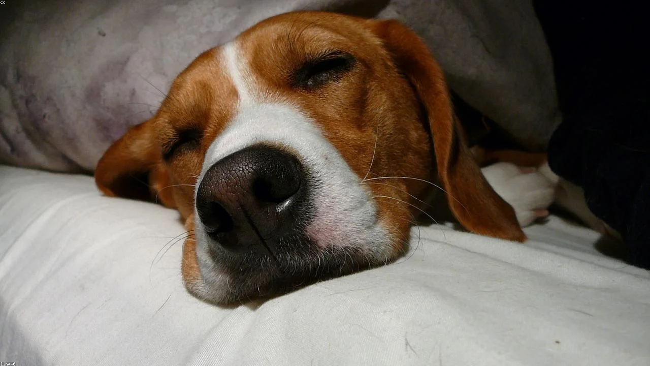 Guía de compra: camas ortopédicas para perros mayores