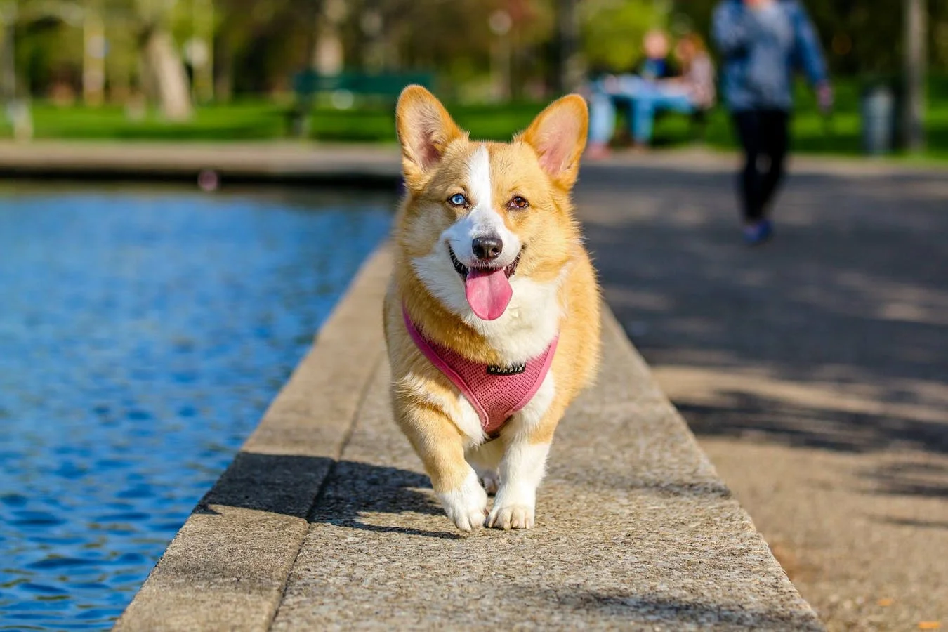 Les 5 meilleurs jouets interactifs pour chiens et chats