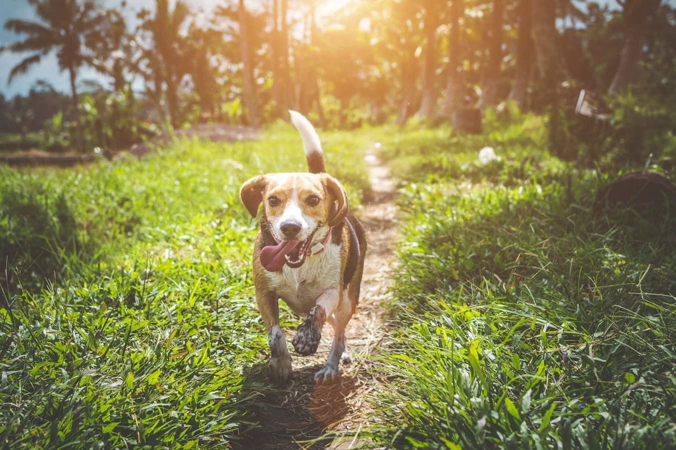 Protéger votre animal au printemps : le guide complet