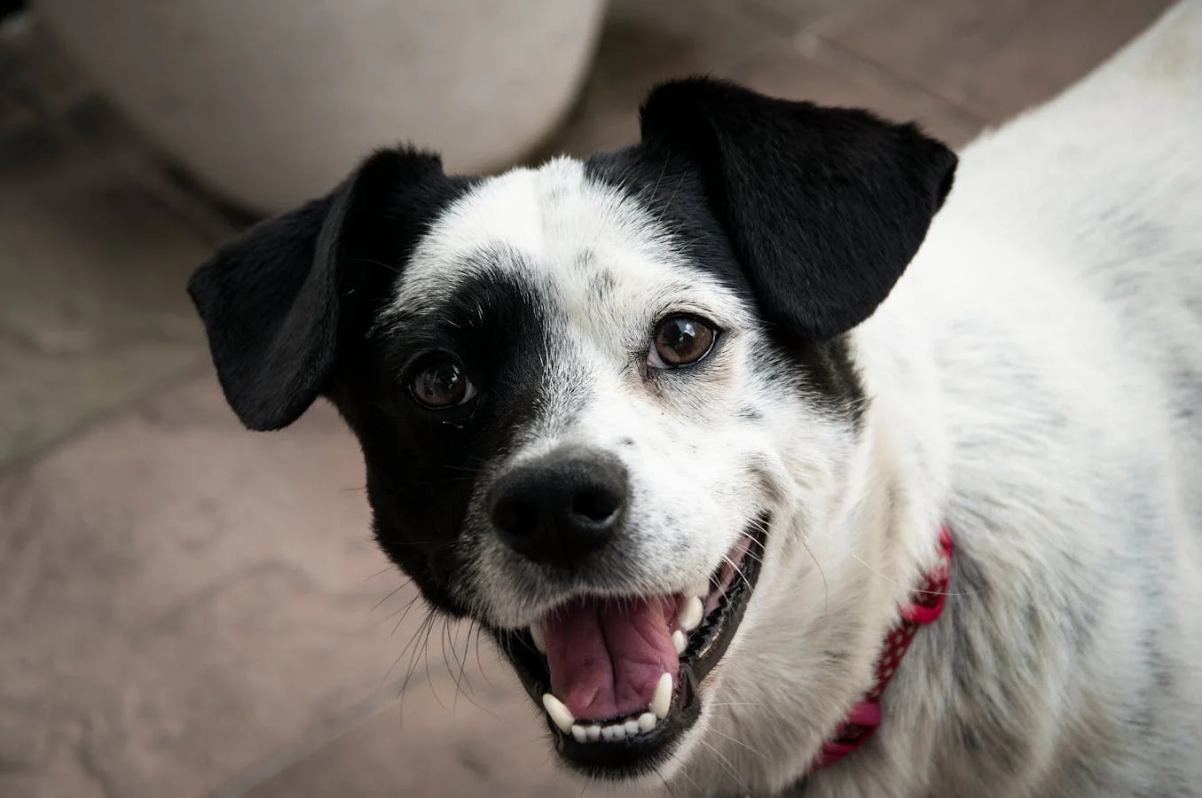 Soins printaniers pour votre animal : le guide complet